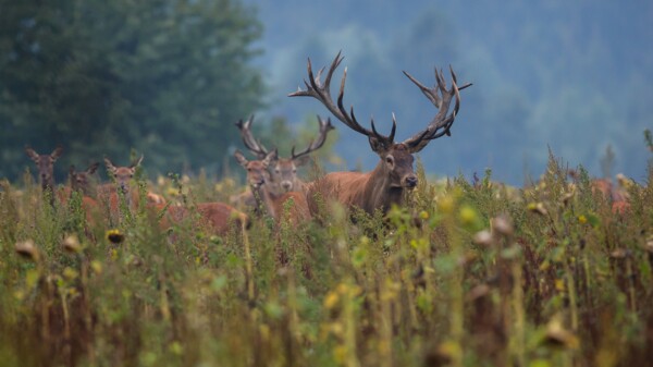 Jagd - Versammlung, Bild von freepik