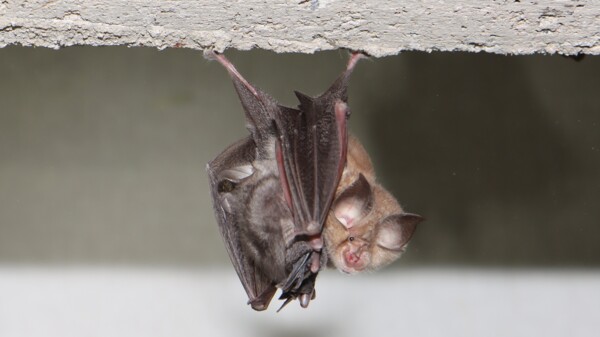 Kleine Hufeisennase - von Gaetano Fichera