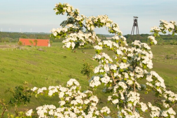 Der Förderturm in Löbichau - mit Pflanzen im Vordergrund