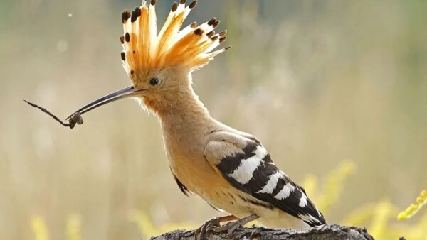 Fotograf: Pirol Ehrt