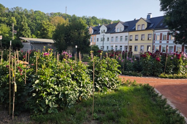 Dahliengarten 2026 Dahliengarten 2026