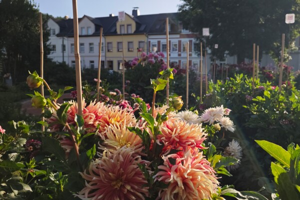 Dahliengarten 2026 Dahliengarten 2026