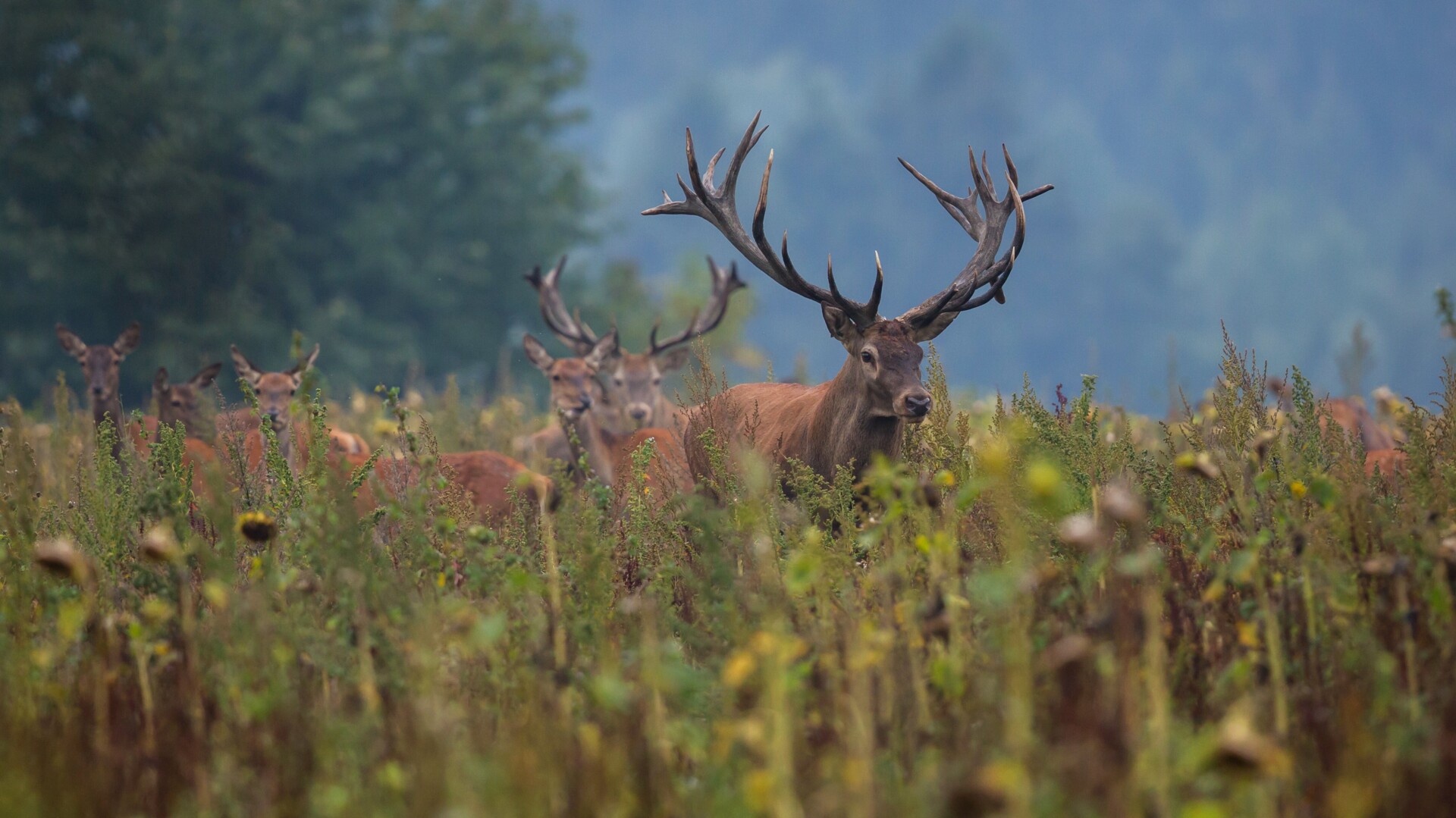 Jagd - Hirsch, Bild von freepik Jagd - Hirsch, Bild von freepik