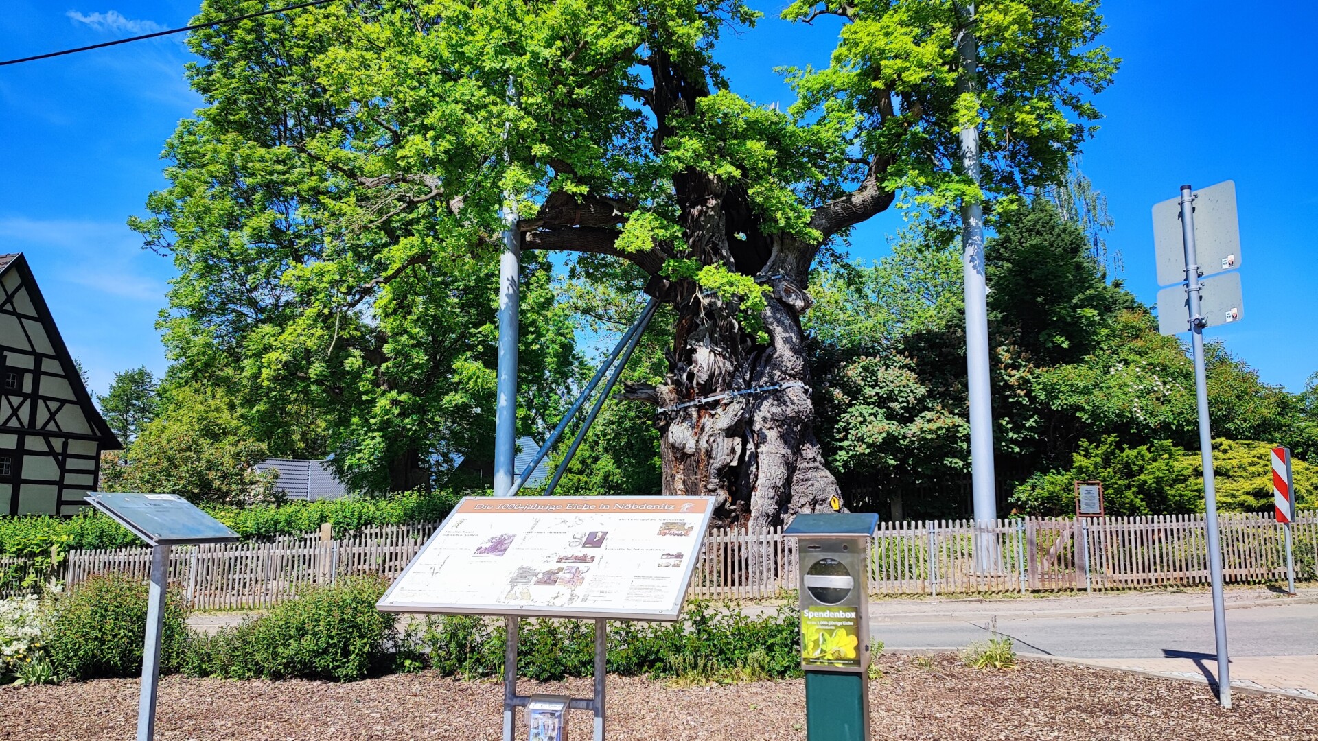 Eiche Nöbdenitz mit Hinweisschild