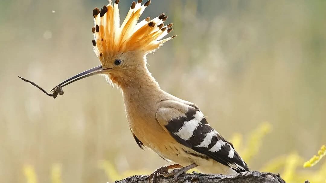 Fotograf: Pirol Ehrt Fotograf: Pirol Ehrt