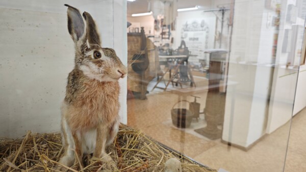 Dorfmuseum Altkirchen - Naturkunde