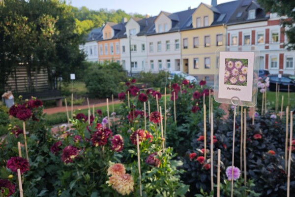 Dahliengarten 2026 Dahliengarten 2026