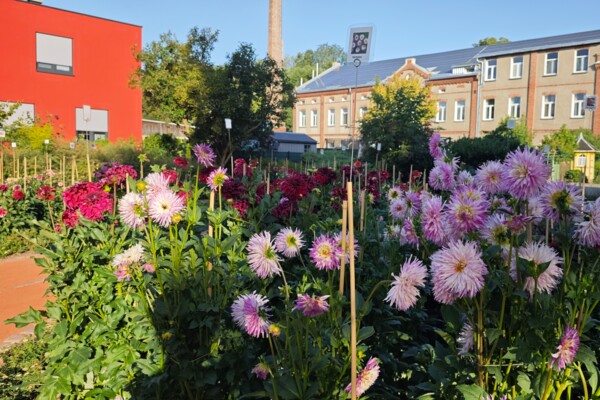 Dahliengarten 2026 Dahliengarten 2026