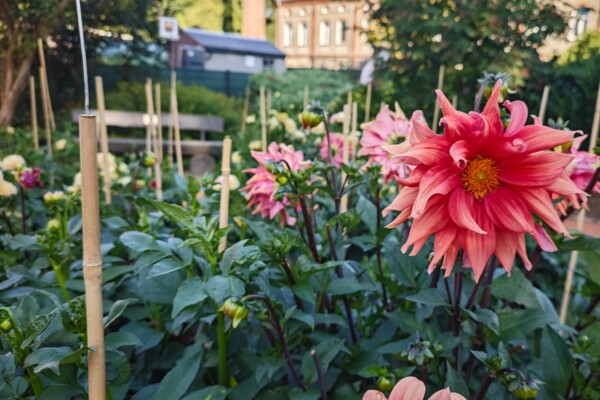 Dahliengarten 2026 Dahliengarten 2026