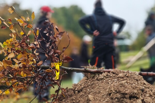 Klimaresistente Bäume wurden ausgesucht