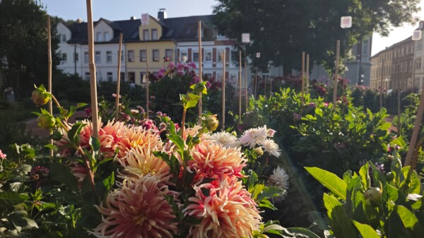 Dahliengarten 2026