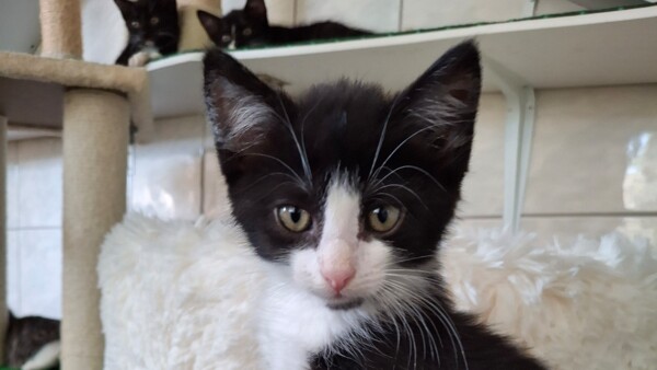 Tierheimkatze