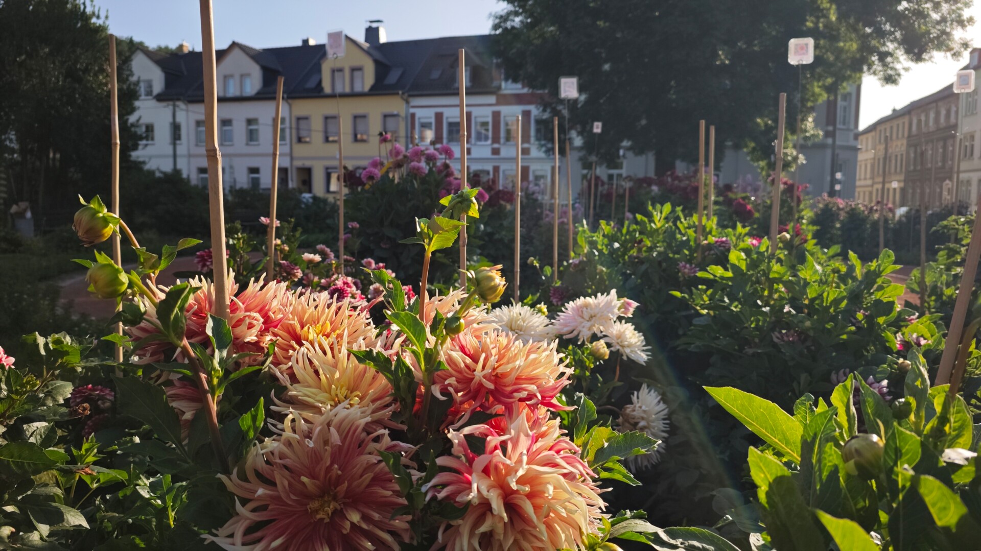 Dahliengarten 2026 Dahliengarten 2026